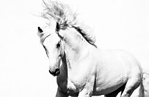 White Arabian Horse - fototapeta FS0701