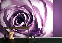 Fototapeta na stenu Kvety - Ruža fialová  FM0713