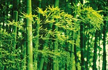 Bamboo - fototapeta FT670