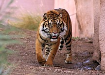 Zvieratá Fototapeta - Tiger FM0439