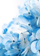 Modré kvety - fototapeta FM0454