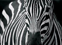 Tapeta vzor Zebra FM0524