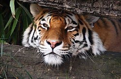 Tiger v džungli - fototapeta FS0382