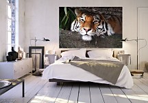 Tiger v džungli - fototapeta FS0382