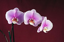Dekoračné tapety Kvety - Ružová orchidea 18533 - vinylová