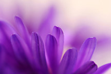 Fialová Tapeta - Kvet 3134 - vliesová