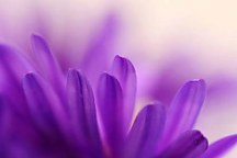 Fialová Tapeta - Kvet 3134 - samolepiaca