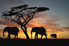 Fototapeta Afrika - Slony 460 - vliesová