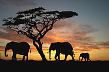 Fototapeta Afrika - Slony 460 - vliesová
