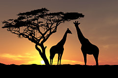 Fototapeta Afrika - Žirafy 3159 - vliesová