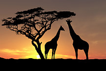 Fototapeta Afrika - Žirafy 3159 - samolepiaca