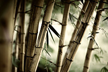 Fototapeta Bambus 3257 - samolepiaca