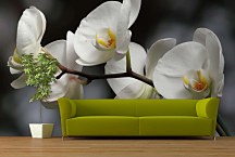 Fototapeta Biela orchidea 18623 - vinylová