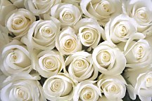 Fototapeta Biele ruže 266 - vliesová