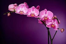 Fototapeta Fialová orchidea 85 - samolepiaca na stenu