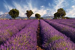 Fototapeta Levanduľové pole  - Provence Francúzsko 3210 - vliesová