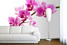Fototapeta Ružová orchidea 99 - samolepiaca na stenu