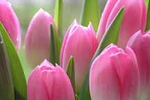 Fototapeta Ružové tulipány 86 - vliesová