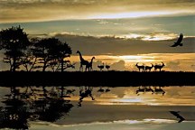 Fototapeta Safari v Afrike 134 - vliesová