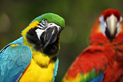 Fototapeta Vtáky - Papagáje 126 - vliesová