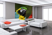 Fototapeta Vtáky - Papagáje 126 - samolepiaca na stenu