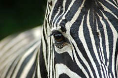 Fototapeta Zebra 119 - vliesová