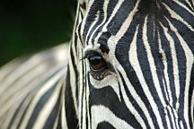 Fototapeta Zebra 119 - latexová