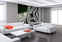 Fototapeta Zebra 119 - samolepiaca na stenu