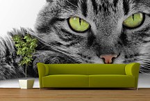 Fototapeta Zelenooká mačka 3172 - samolepiaca na stenu