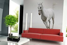 Fototapeta Zvietatá - Biely kôň 132 - samolepiaca na stenu