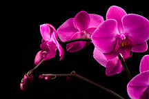 Fototapeta do spálne Ružová orchidea 18499 - vliesová
