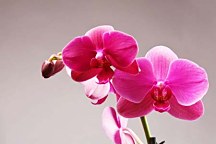 Fototapeta s Ružovou orchideou 3146 - samolepiaca na stenu