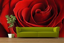 Fototapeta Červená ruža 348 - samolepiaca na stenu