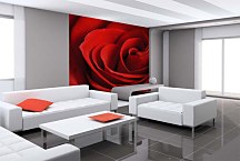 Fototapeta Červená ruža 348 - samolepiaca na stenu