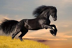 Fototapeta Čierny kôň 128 - vliesová