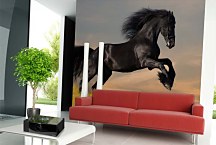 Fototapeta Čierny kôň 128 - samolepiaca na stenu