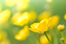 Fototapeta Žlté poľné kvety 91 - samolepiaca na stenu