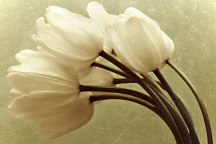 Fototapety Biele tulipány 345 - samolepiaca na stenu