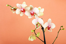 Fototapety Orchidea 18516 - latexová