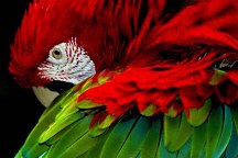 Fototapety Vtákov - Papagáj 113 - samolepiaca na stenu