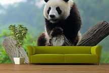 Fototapety Zvierat - Panda 349 - samolepiaca na stenu