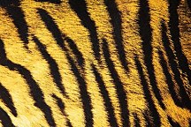 Fototapety Zvieratá - Koža tigra 125 - vliesová