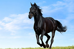 Fototapety Zvieratá - Čierny kôň 118 - vliesová