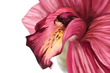 Fototapety do spálne Ružový kvet 18502 - vliesová
