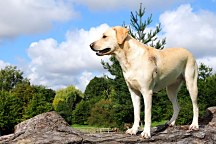 Fototapety psov - Labrador 3187 - samolepiaca na stenu