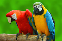 Fototapety s papagájmi 3163 - samolepiaca na stenu