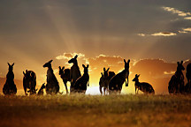 Fototapety zvierat - Kengury v buši 3195 - samolepiaca na stenu