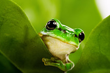 Fototapety zvieratá Zelená žabka 112 - vliesová