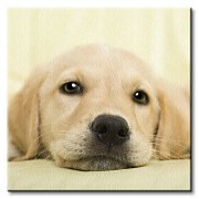Golden retriever puppy - Obraz CKS0715