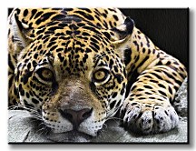 Jaguar - Obraz CS0225